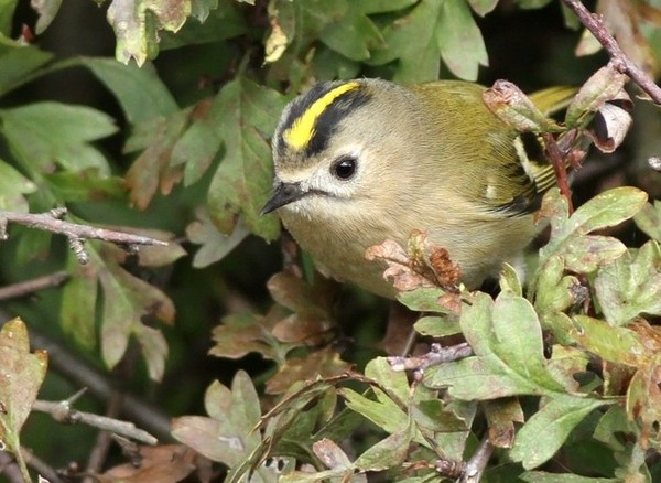 Superbes images d'oiseaux