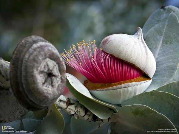 Fleur insolite