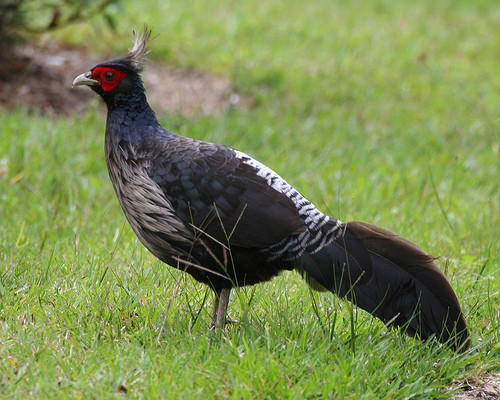 Superbes images d'oiseaux