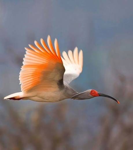 Superbes images d'oiseaux