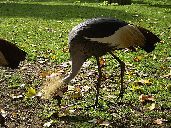 Superbes images d'oiseaux