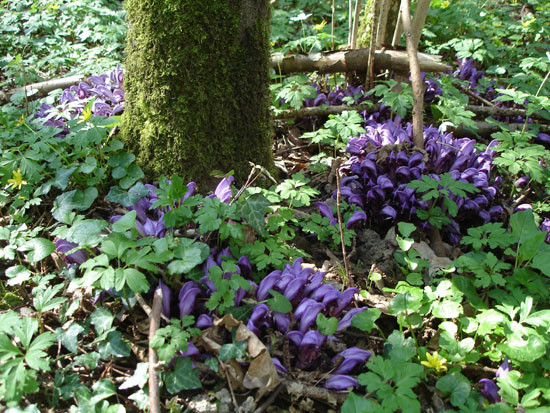 Sous bois au printemps