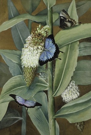 Marion Ellis Rowan -Peintre naturaliste