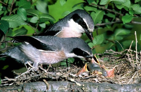 Superbes images d'oiseaux