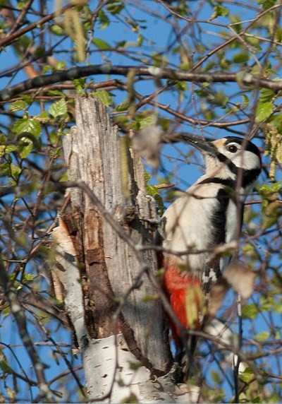 Superbes images d'oiseaux