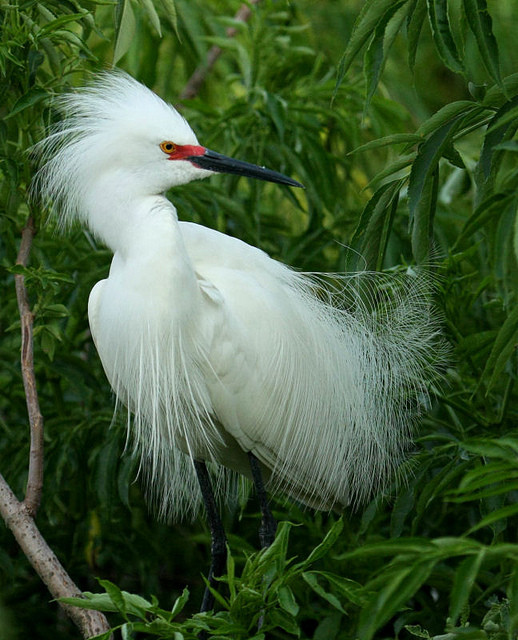 Superbes images d'oiseaux