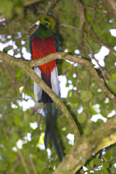 Superbes images d'oiseaux