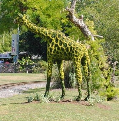 Sculture florale -Topiaire