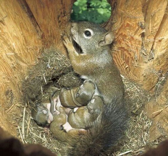 belles images ecureuils