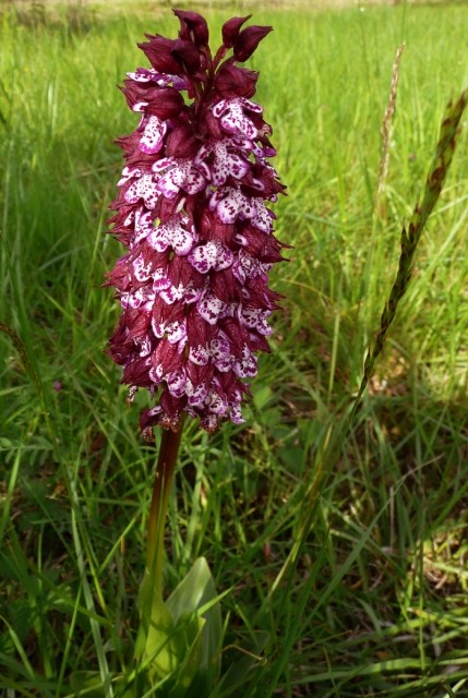 Fleurs d'Orchidées