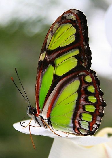 Superbe  papillon 