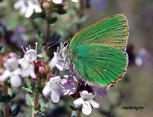 Superbes papillons