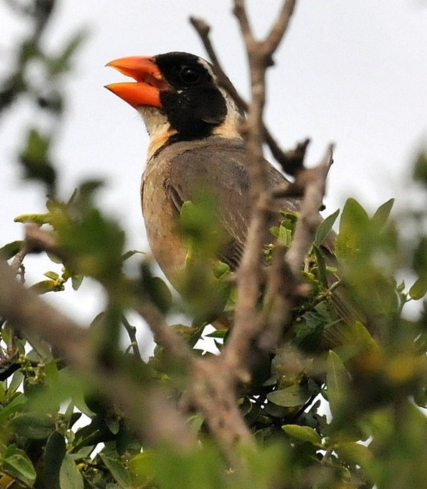 Superbes images d'oiseaux