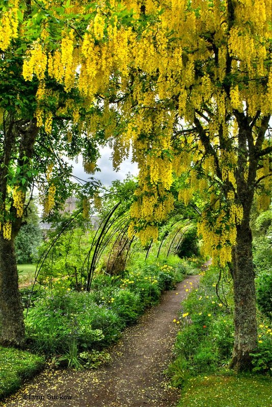 Jardin  fleuri