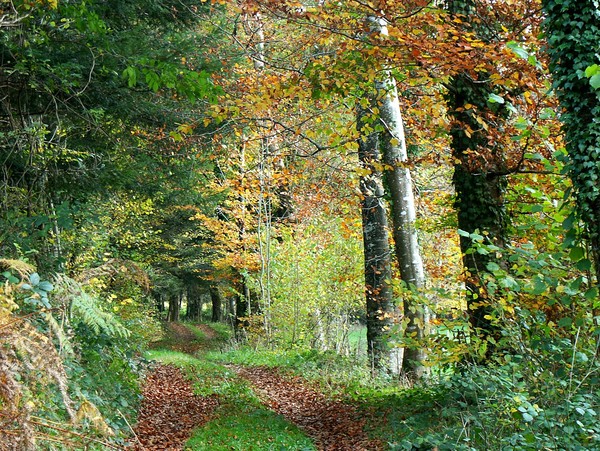 Paysage d'automne