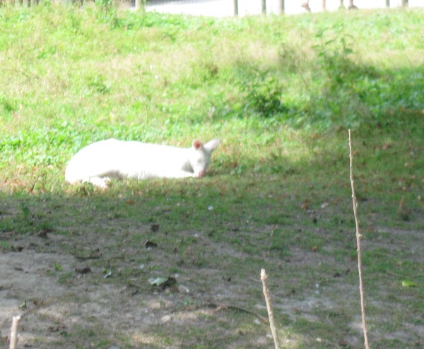 Zoo d'Amiens-2012