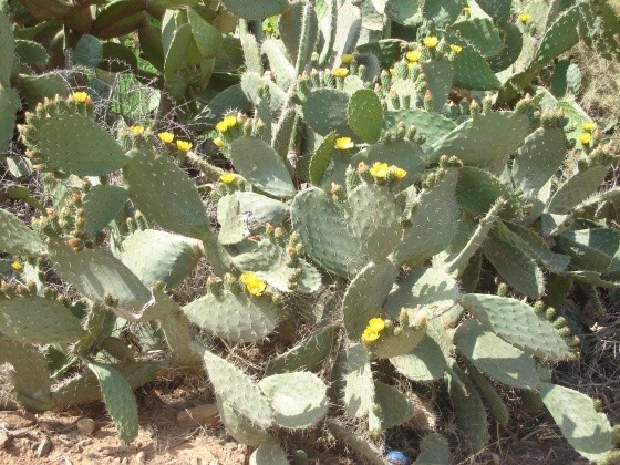 Fleurs de Cactus