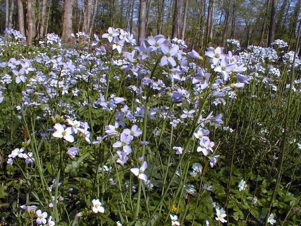 Sous bois au printemps