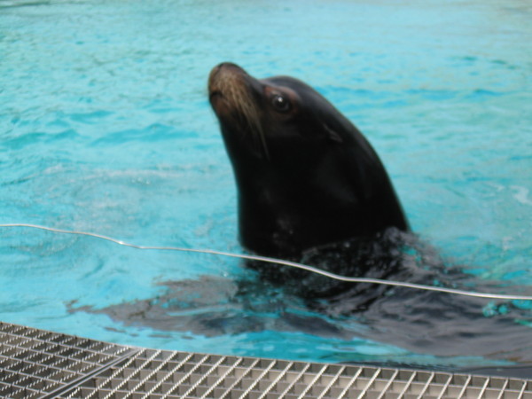 Zoo d'Amiens -2012