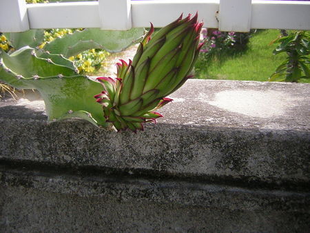 Fleurs de Cactus