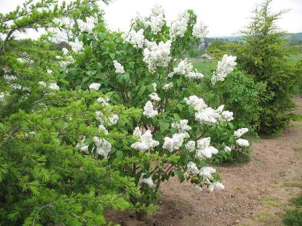 Paysages -Printemps -Eté