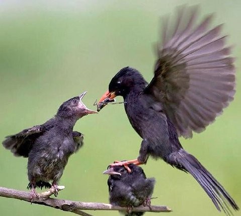 Superbes images d'oiseaux