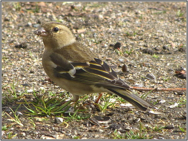 Superbes images d'oiseaux