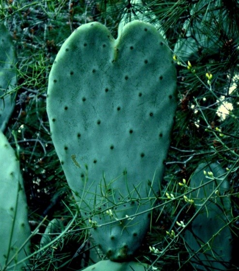 Fleurs de Cactus