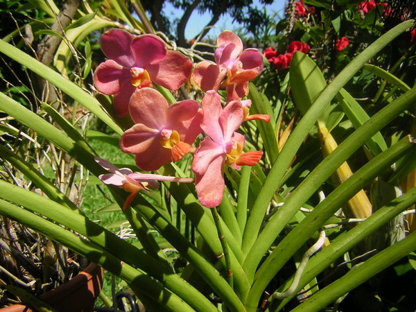 Fleurs d'Orchidées