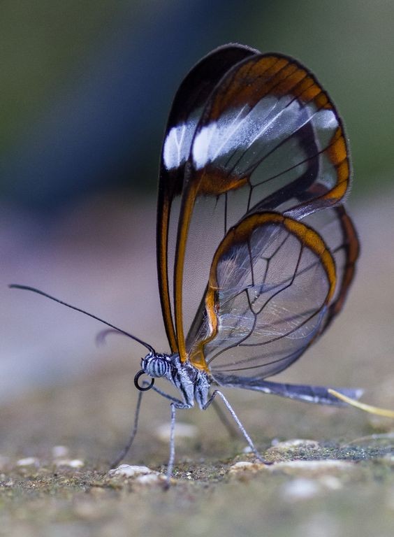 Superbe  papillon 