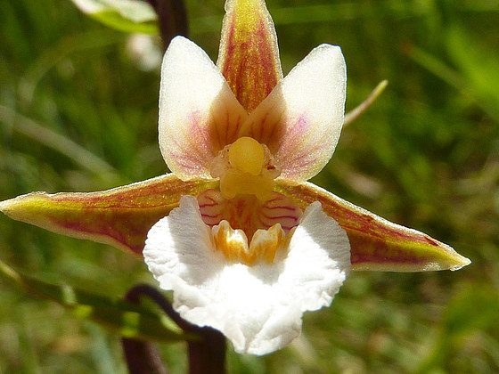 Fleur d' Orchidée