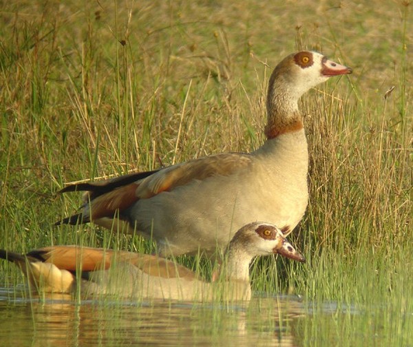 Superbes images d'oiseaux