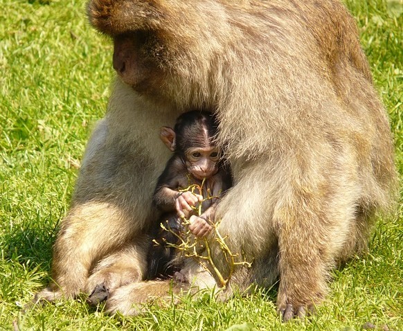 Belle famille