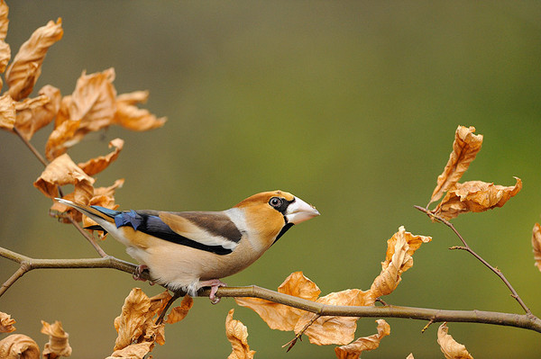 Superbes images d'oiseaux