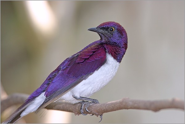 Superbes images d'oiseaux