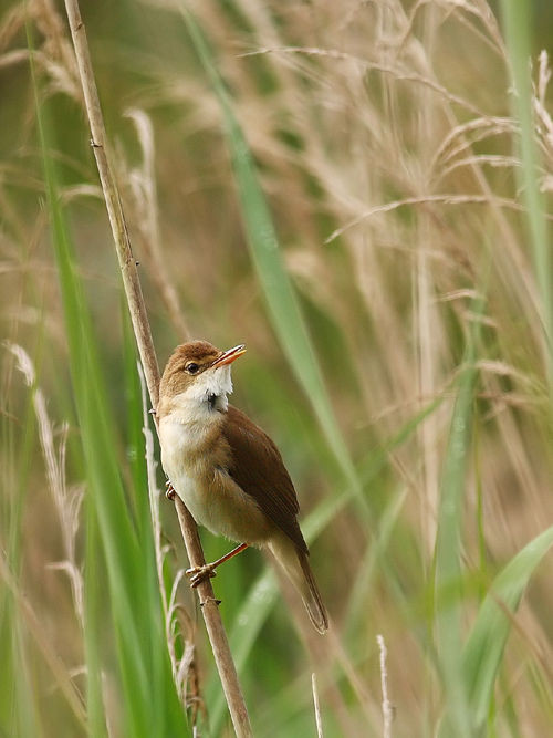 Superbes images d'oiseaux