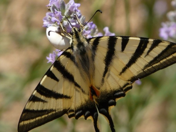 Superbes papillons