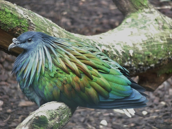 Superbes images d'oiseaux