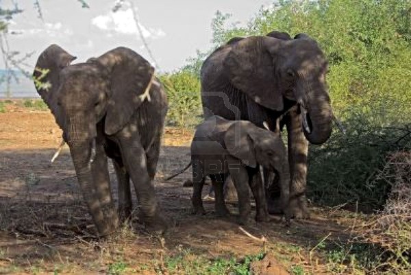 Belle famille