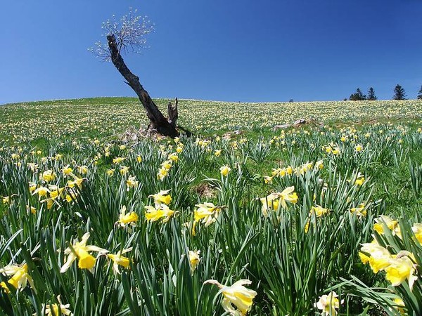 Paysages -Printemps -Eté