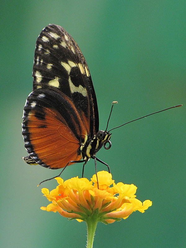 Superbes papillons