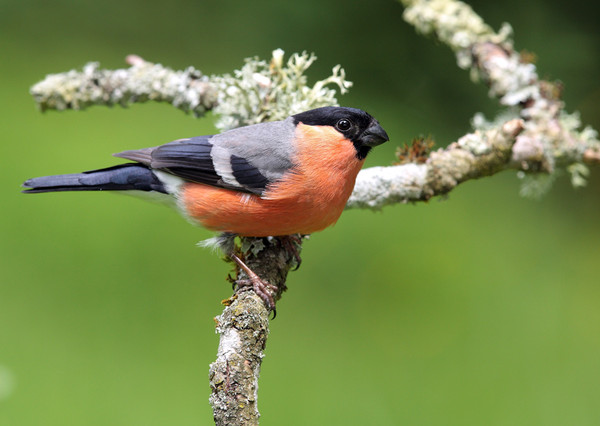 Superbes images d'oiseaux