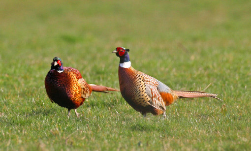 Superbes images d'oiseaux