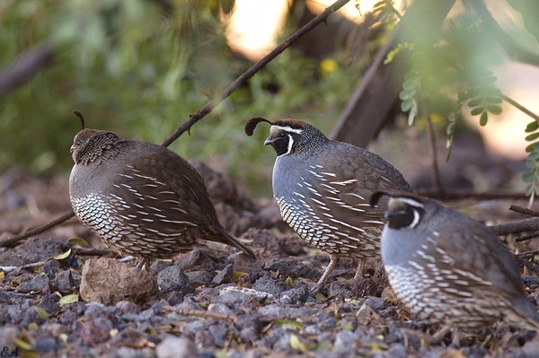 Superbes images d'oiseaux