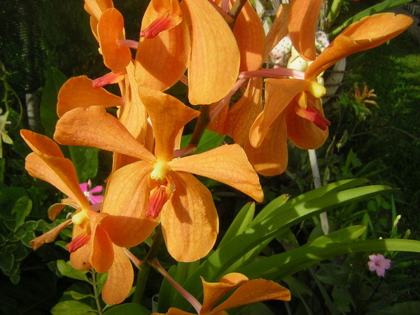 Fleurs d' Orchidées