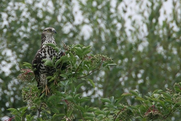 Superbe image d'oiseaux