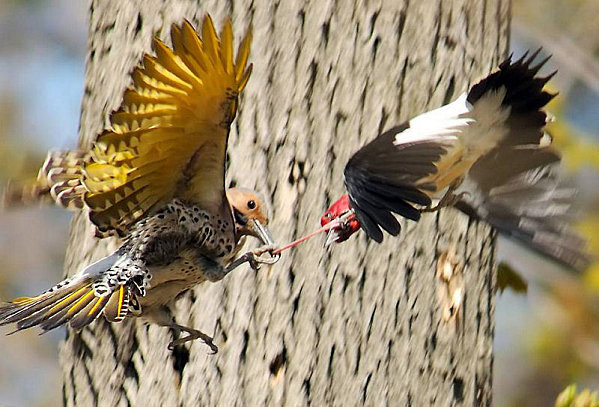 Superbes images d'oiseaux