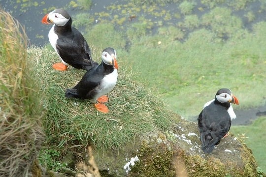 Superbes images d'oiseaux