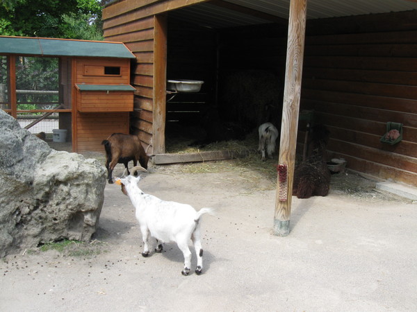 Zoo d'Amiens -2012