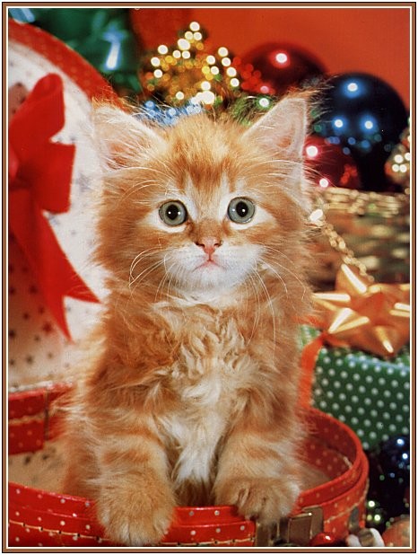 Chaton de Noël